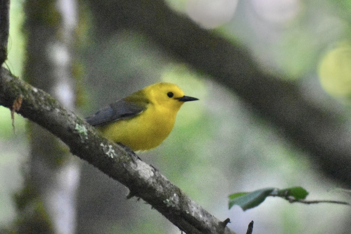 Prothonotary Warbler - ML617929405
