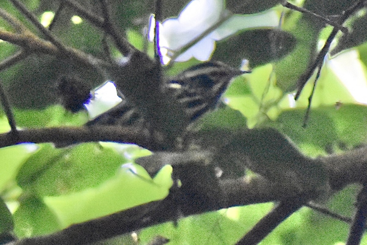 Black-and-white Warbler - ML617929407