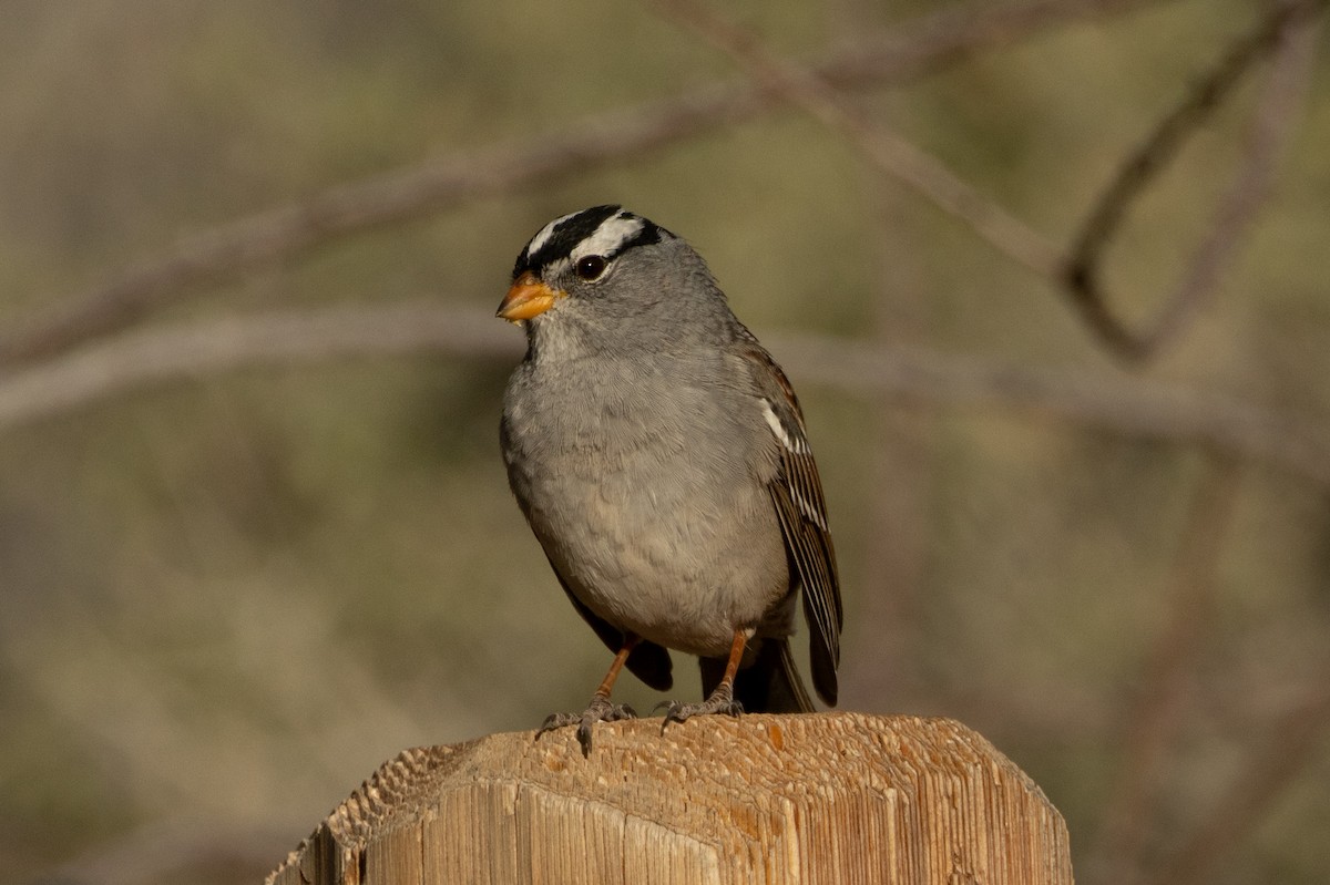 White-crowned Sparrow - ML617929410