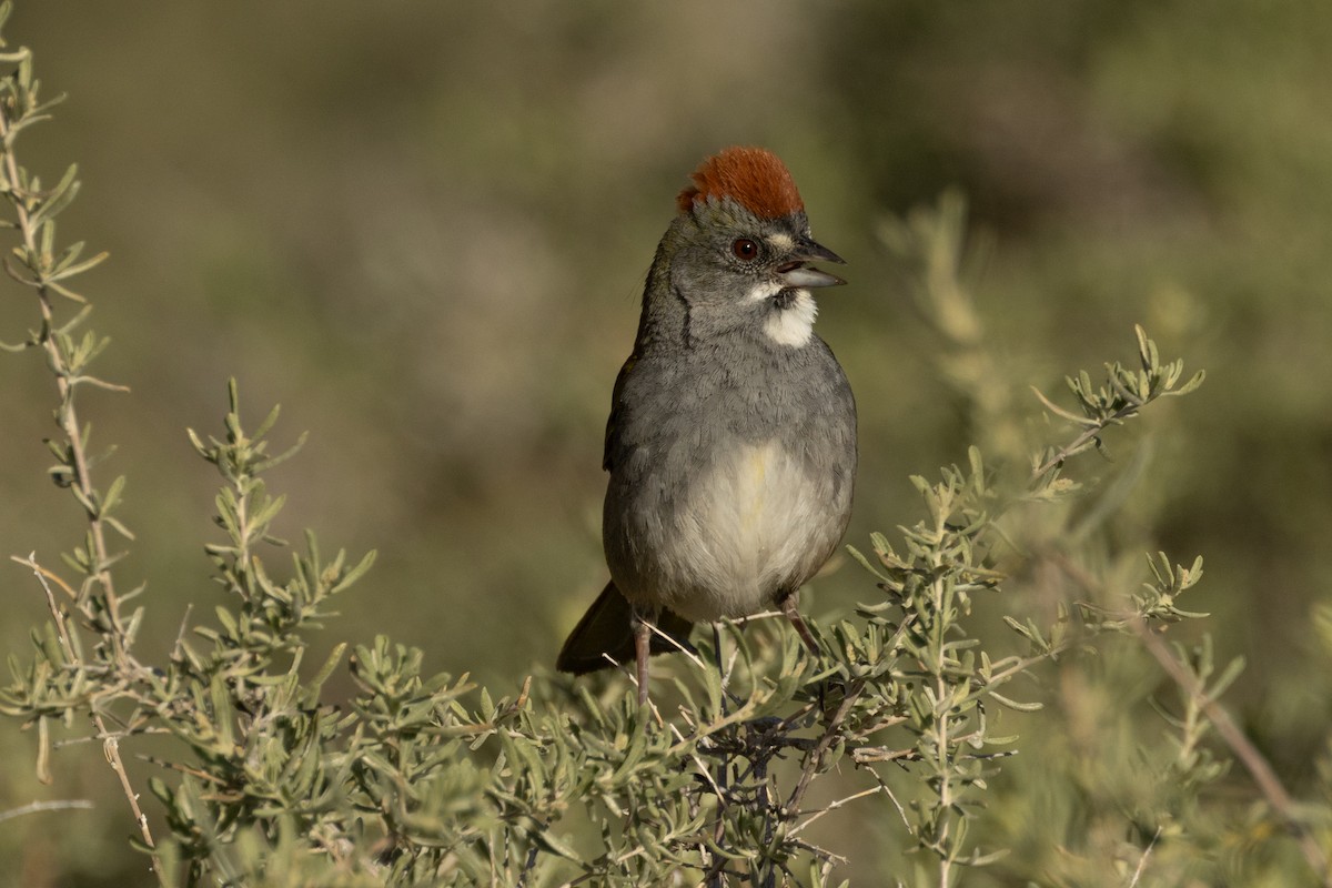 Green-tailed Towhee - ML617929416