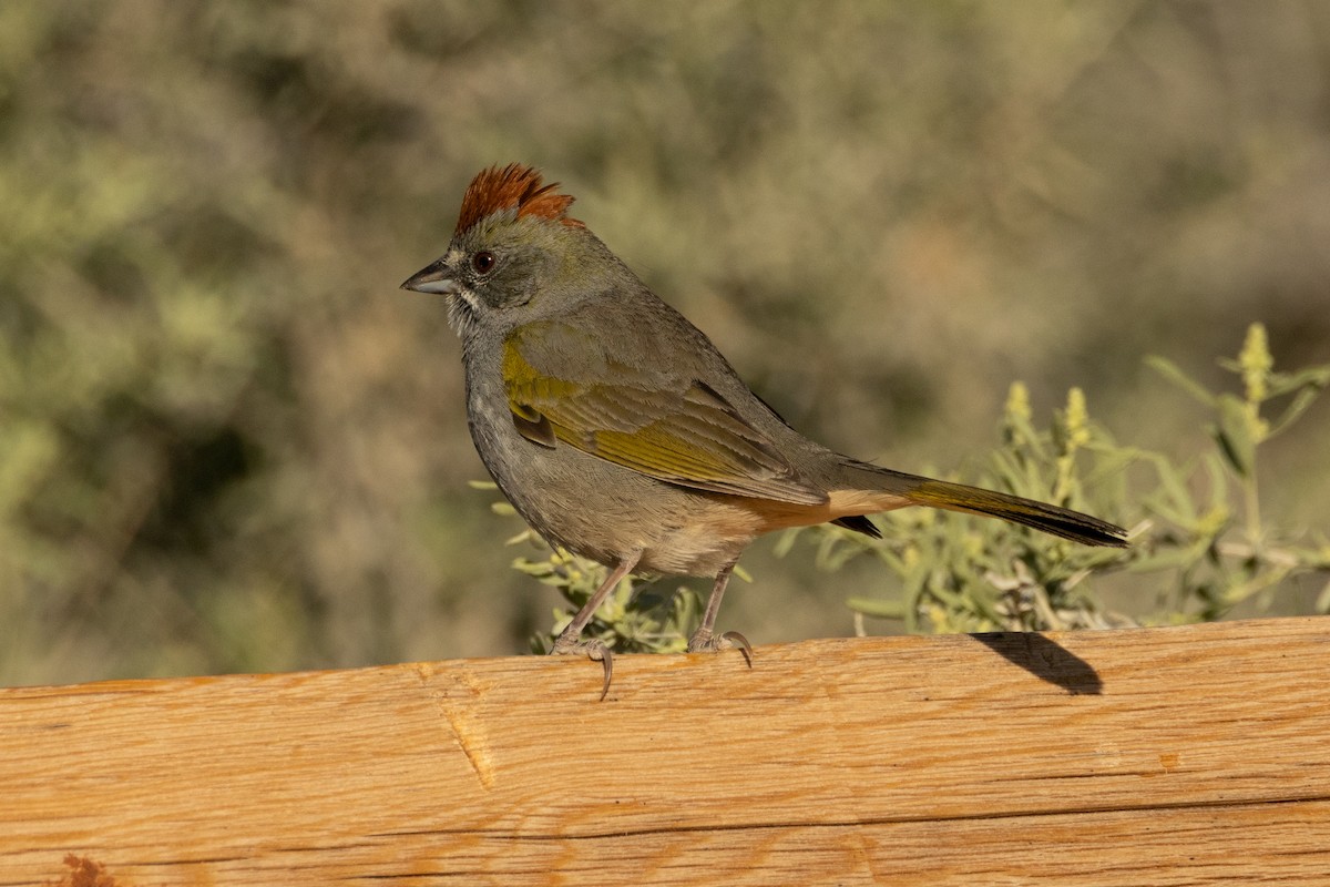 Green-tailed Towhee - ML617929417