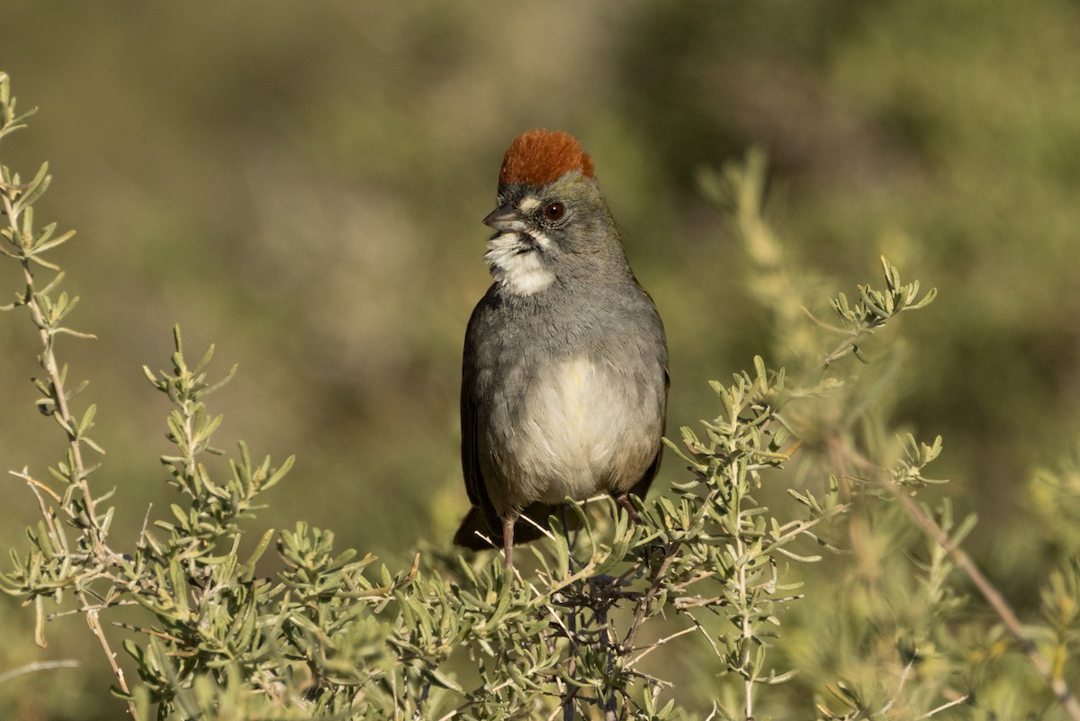 Green-tailed Towhee - ML617929418