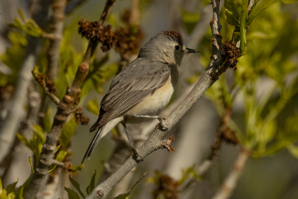 Lucy's Warbler - ML617929433