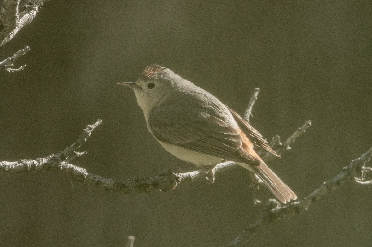 Lucy's Warbler - ML617929434