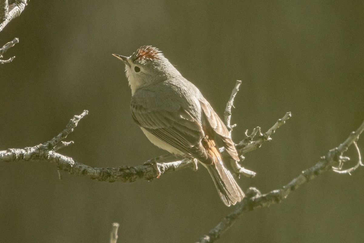 Lucy's Warbler - ML617929436