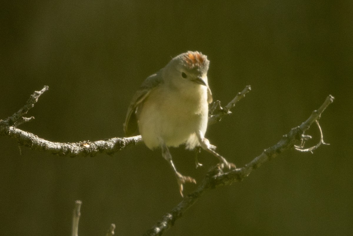 Lucy's Warbler - ML617929438