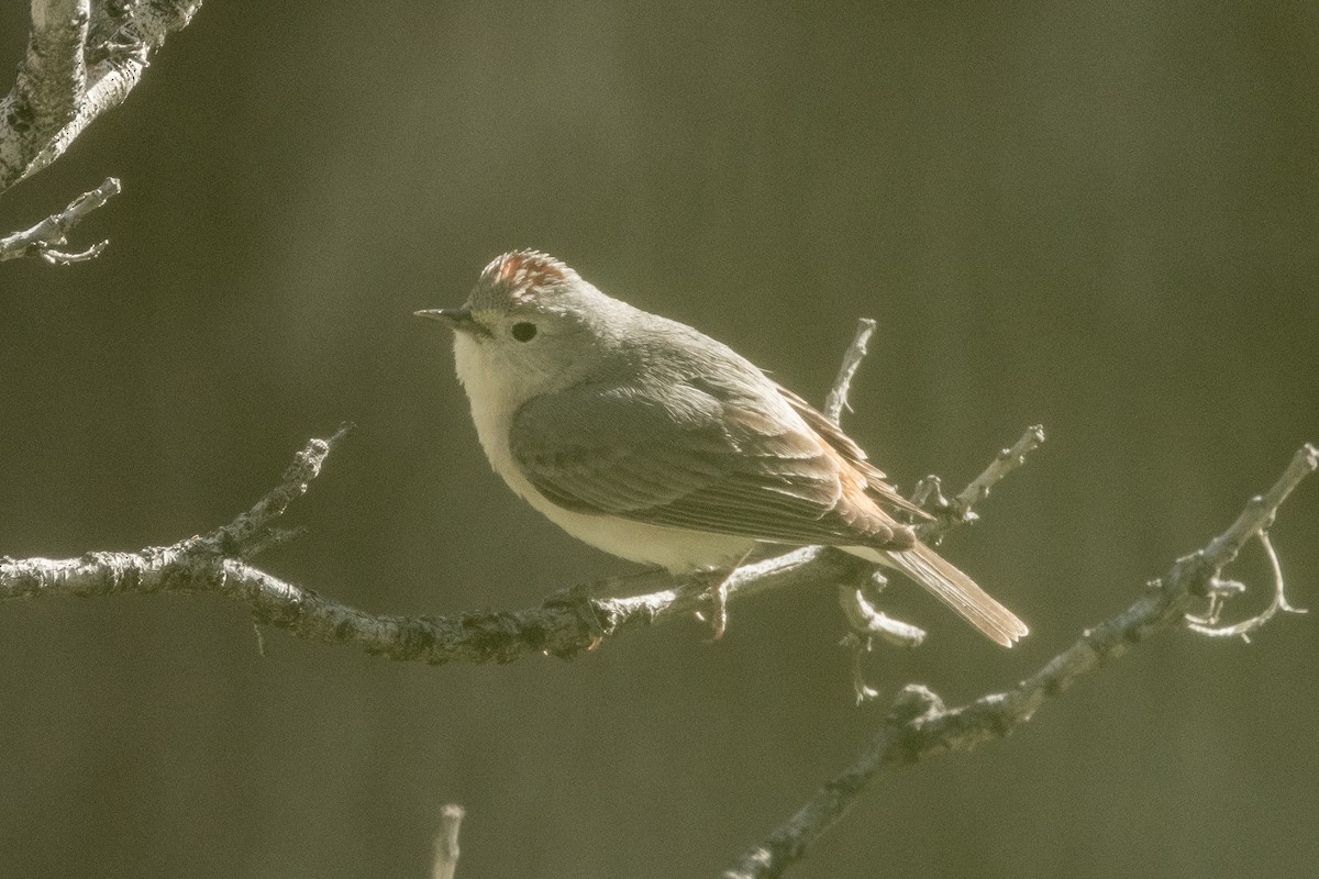 Lucy's Warbler - ML617929439