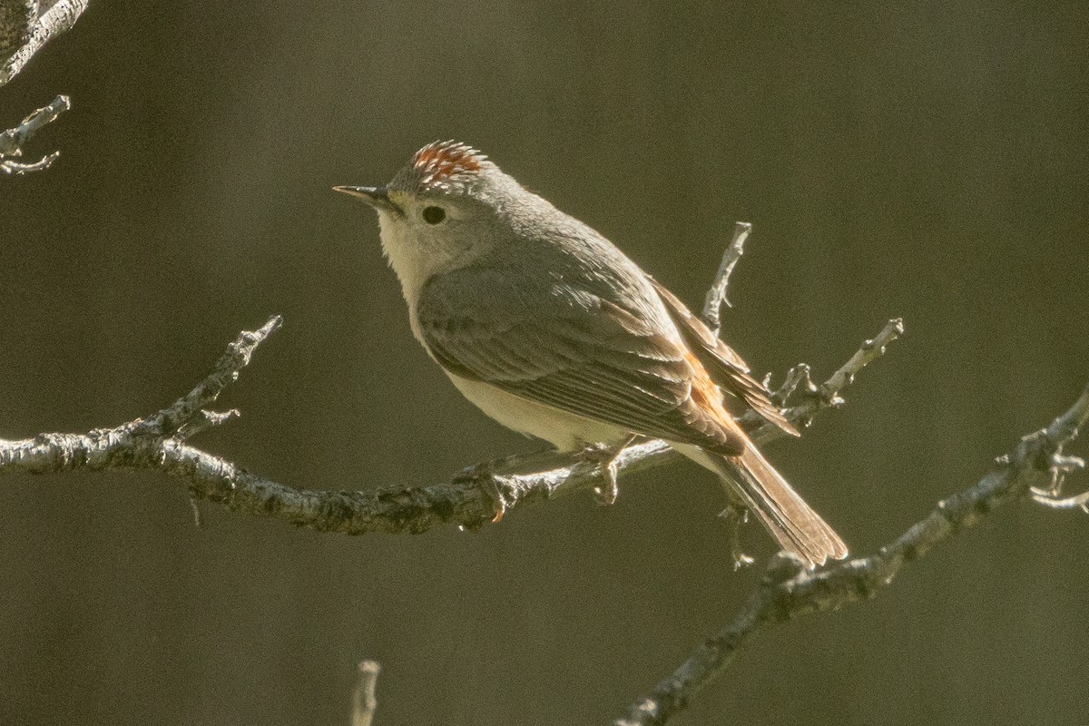 Lucy's Warbler - ML617929440