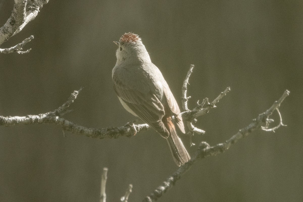 Lucy's Warbler - ML617929441