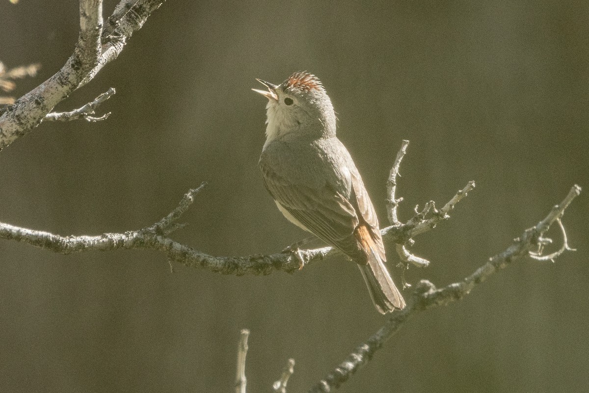 Lucy's Warbler - ML617929444
