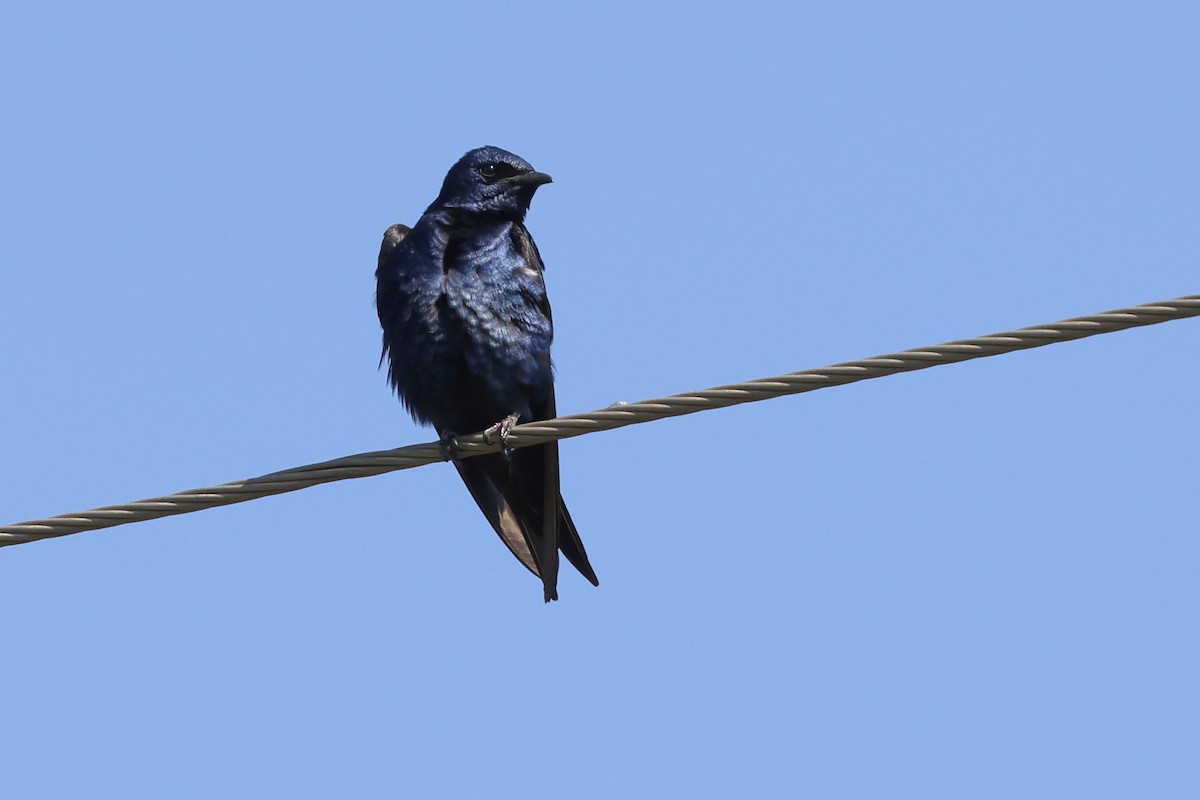 Purple Martin - Rick Remy