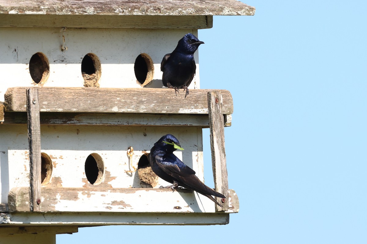 Purple Martin - Rick Remy