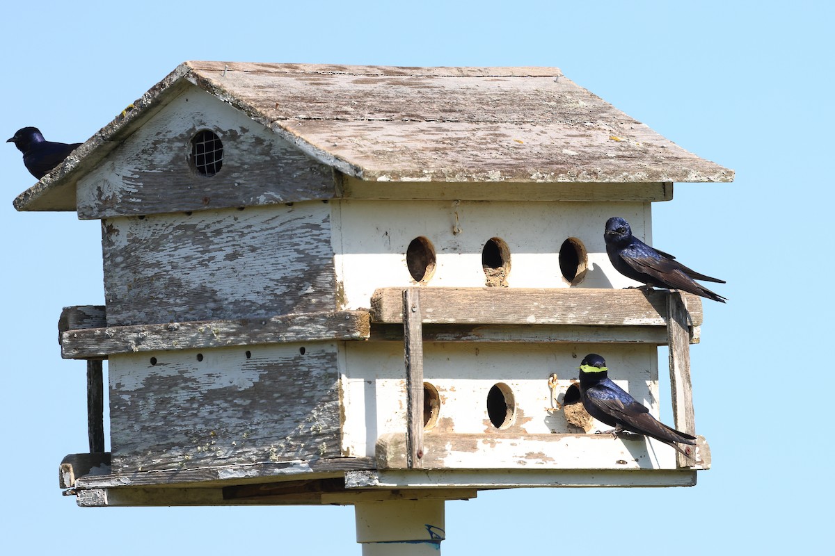 Purple Martin - Rick Remy