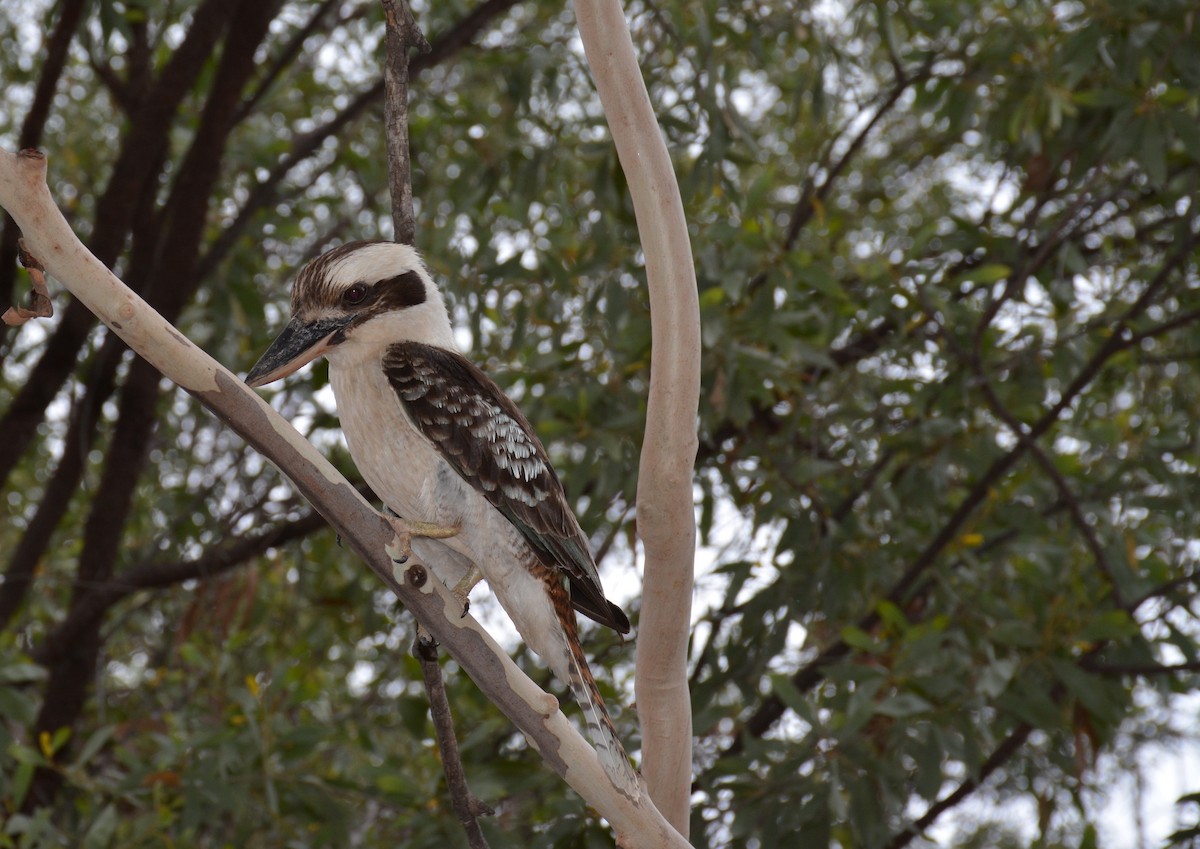 Laughing Kookaburra - ML617929452