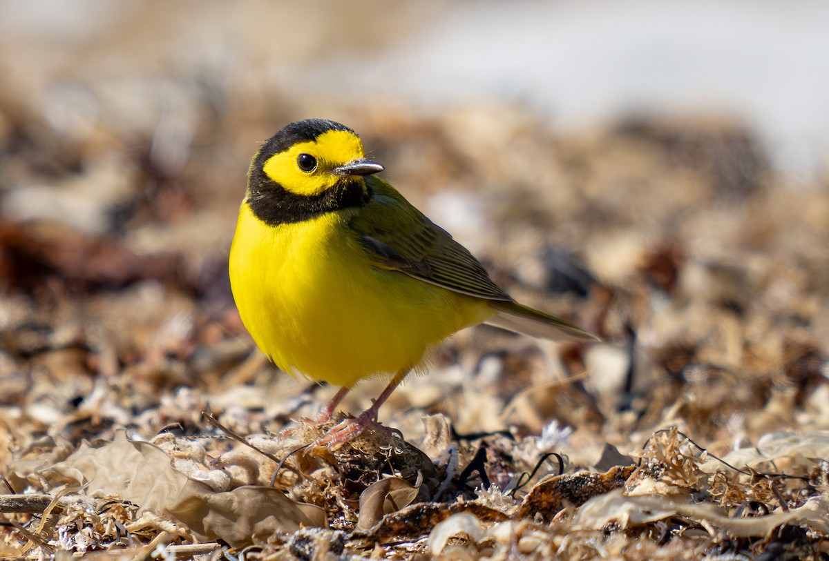 Hooded Warbler - John Chardine