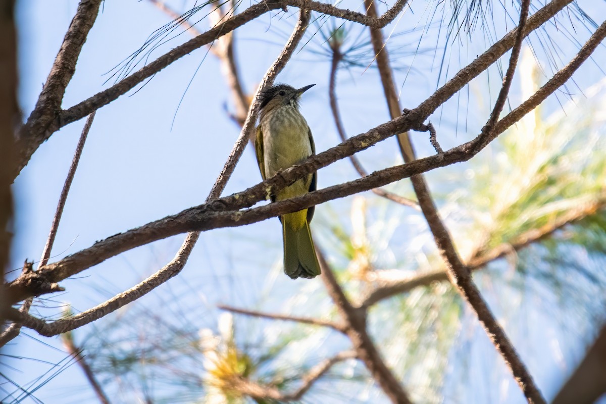 Mountain Bulbul - ML617929454