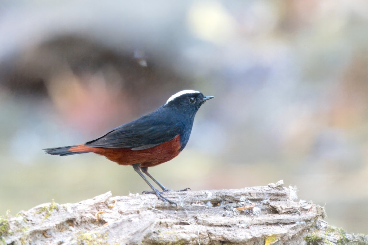 White-capped Redstart - S Kanchan