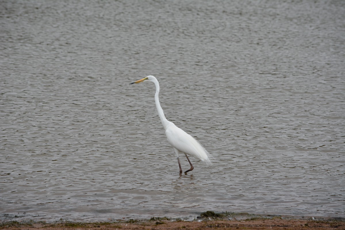 Great Egret - ML617929488