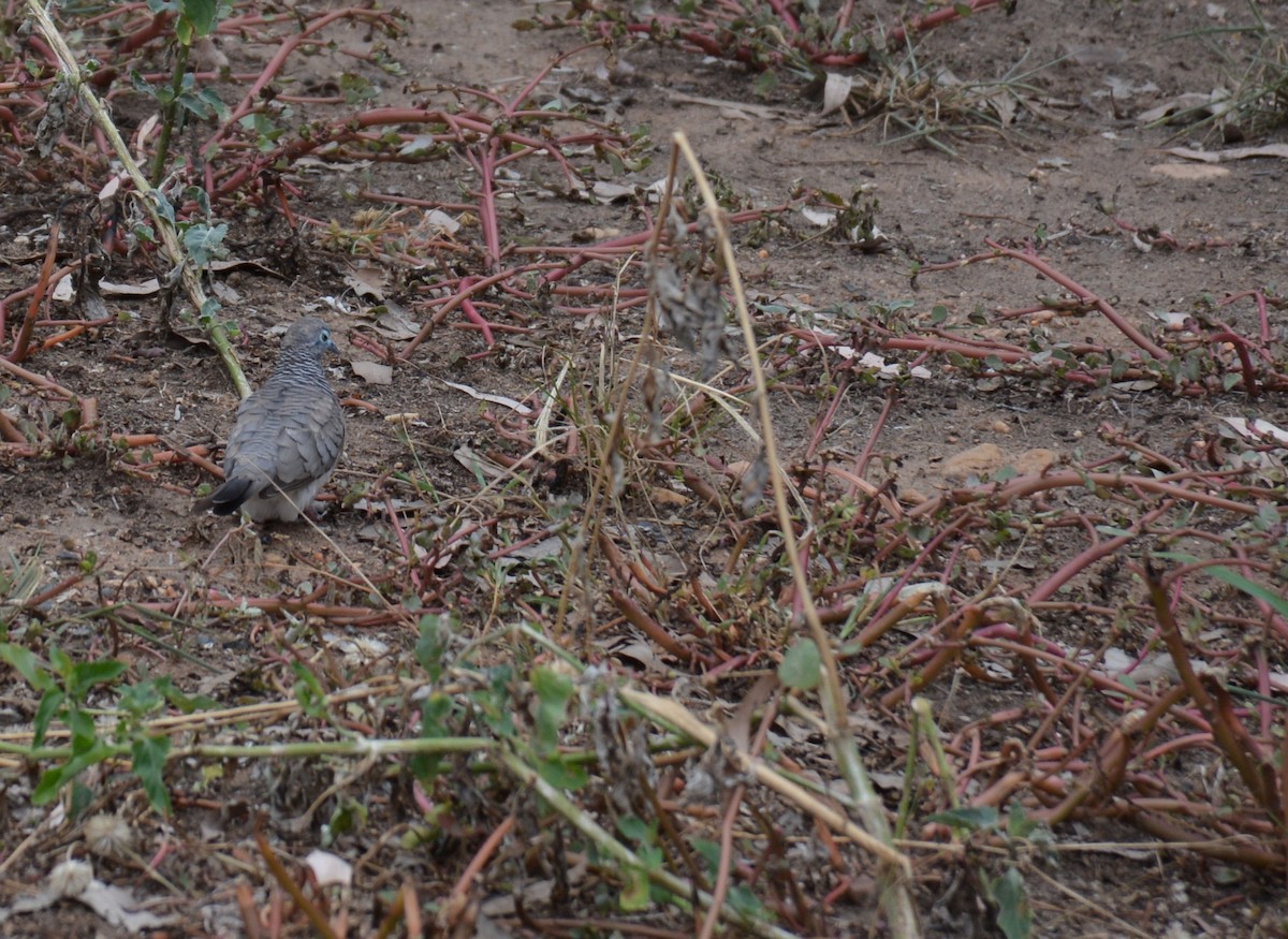 Peaceful Dove - ML617929495