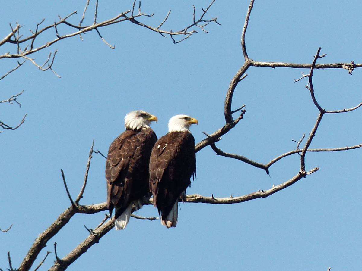 Bald Eagle - ML617929497