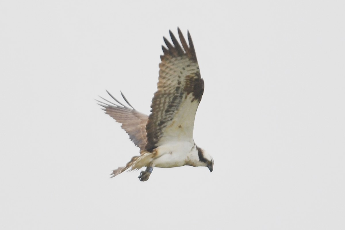 Águila Pescadora (haliaetus) - ML617929500