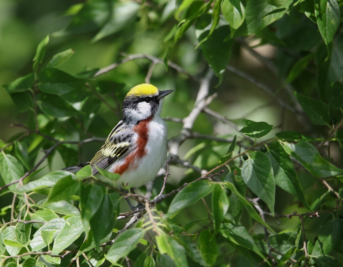 Chestnut-sided Warbler - Jeff Sexton