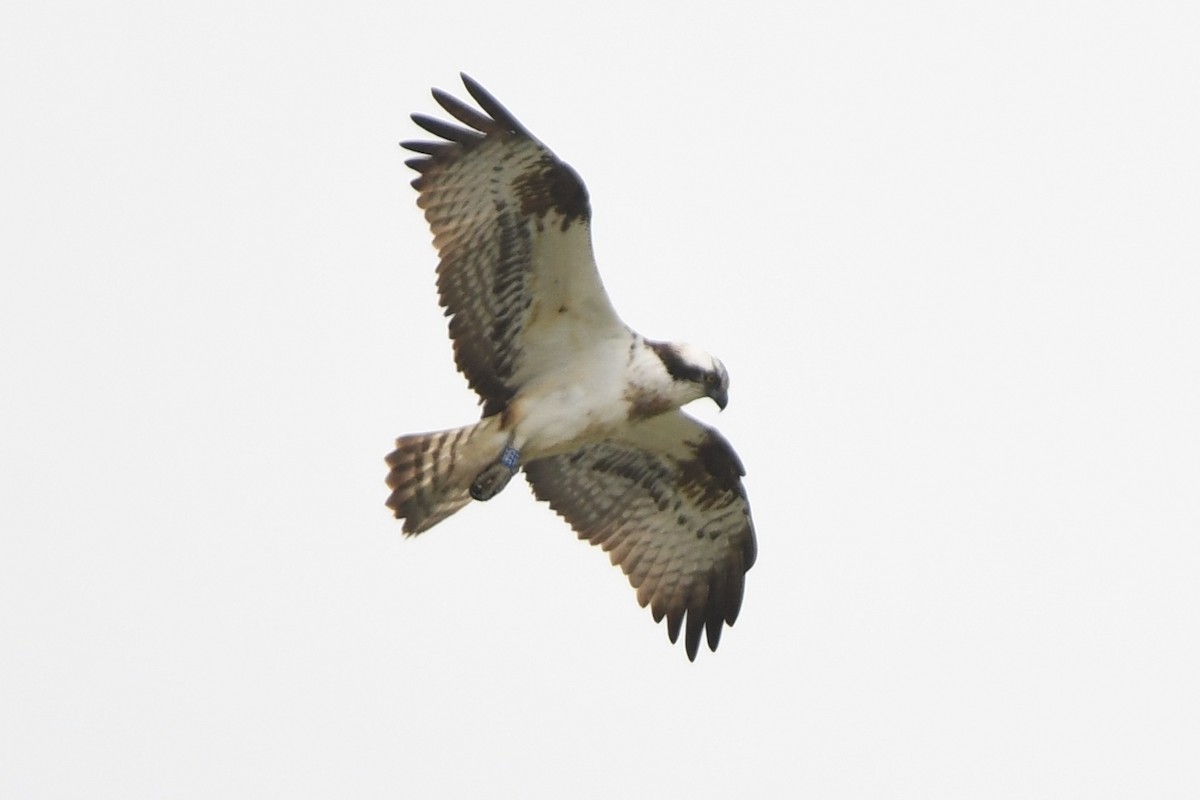 Águila Pescadora (haliaetus) - ML617929539
