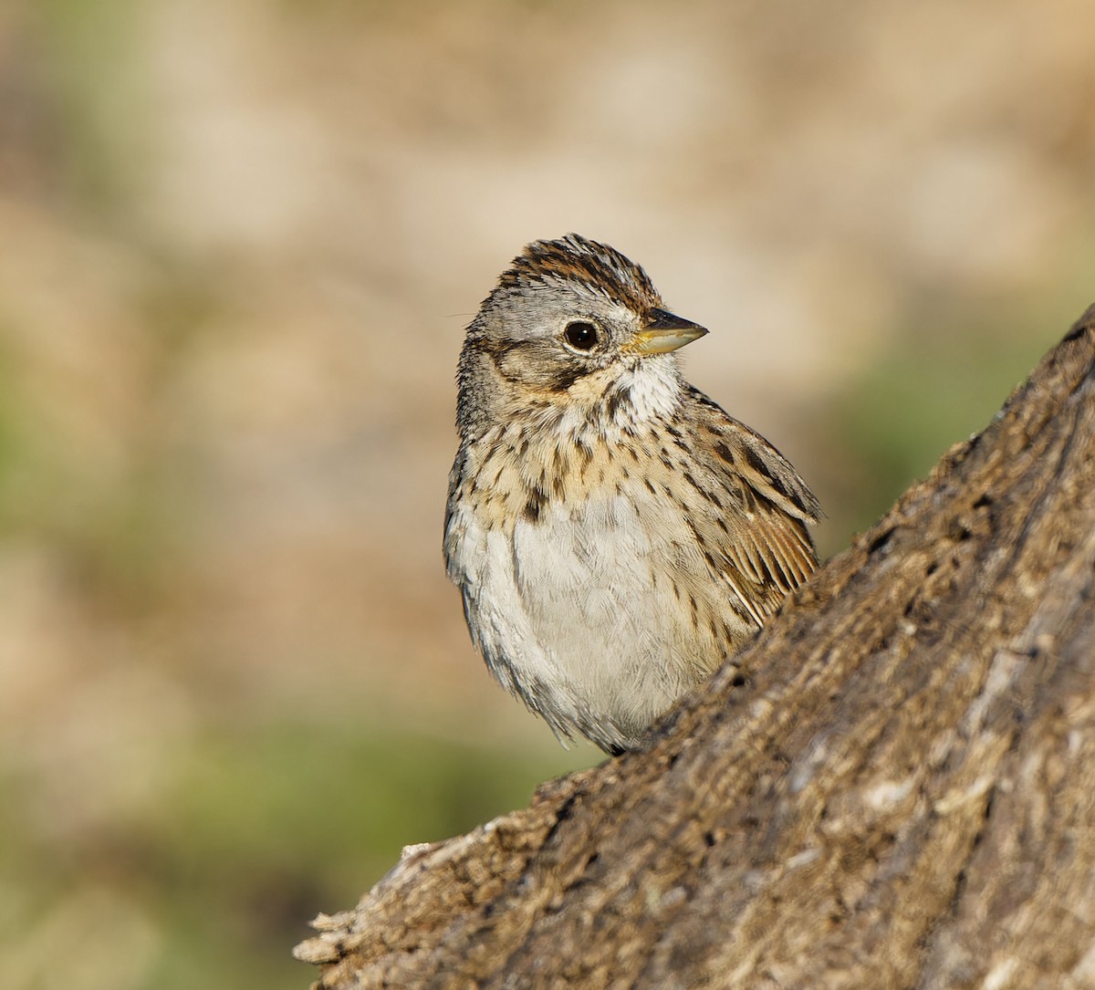 Lincoln's Sparrow - Garold Sneegas