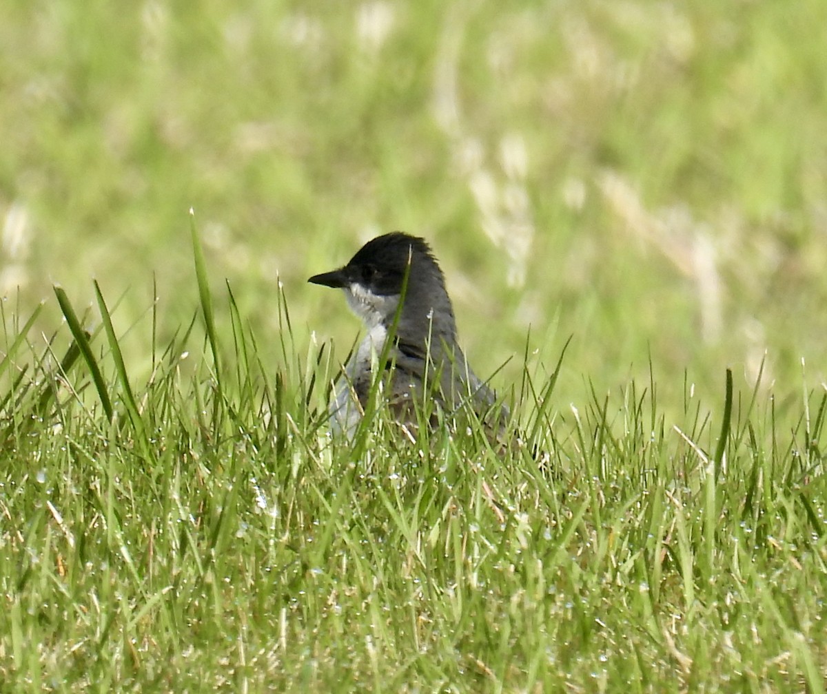 Eastern Kingbird - Maureen Tulip