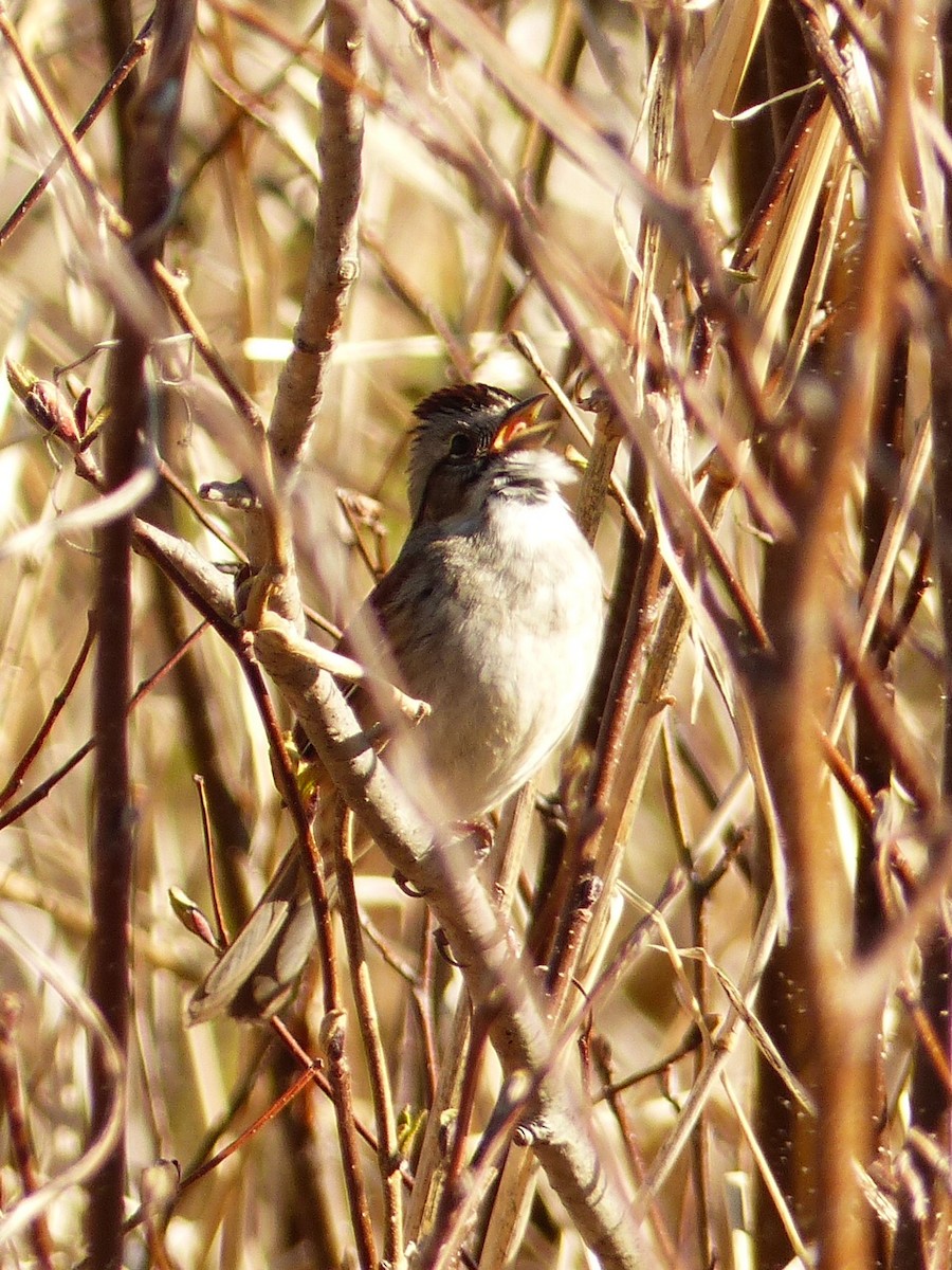 Swamp Sparrow - ML617929584