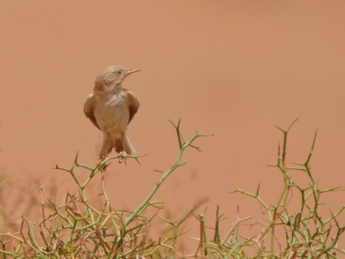 African Desert Warbler - Jörg Albert