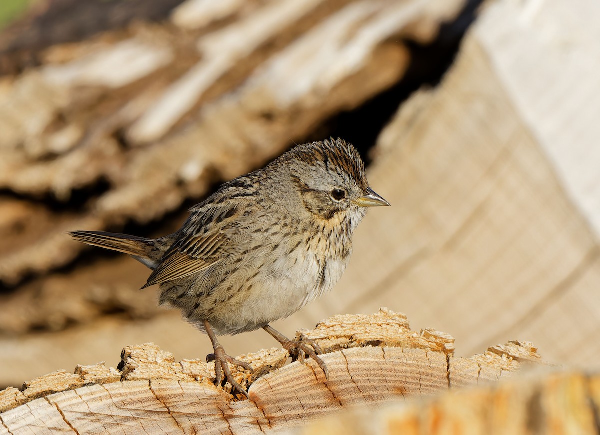 Lincoln's Sparrow - Garold Sneegas