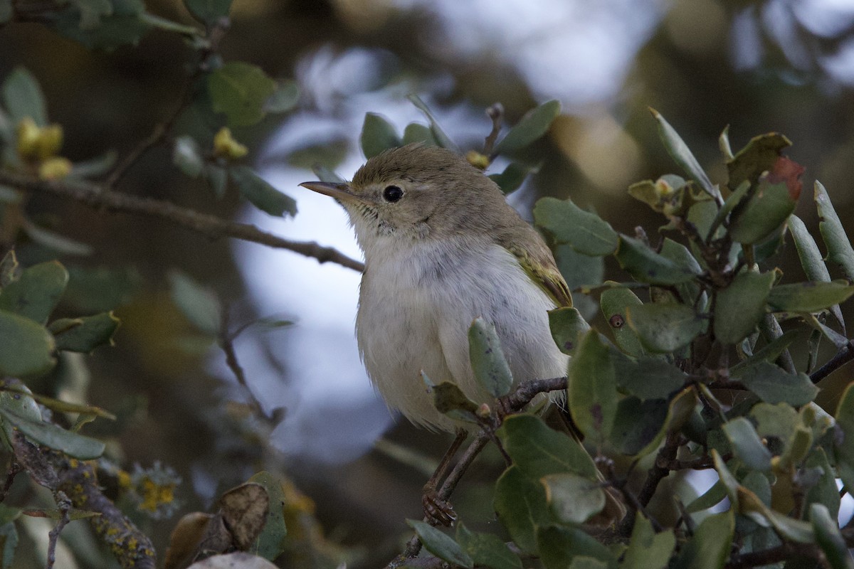 Western Bonelli's Warbler - John Bruin