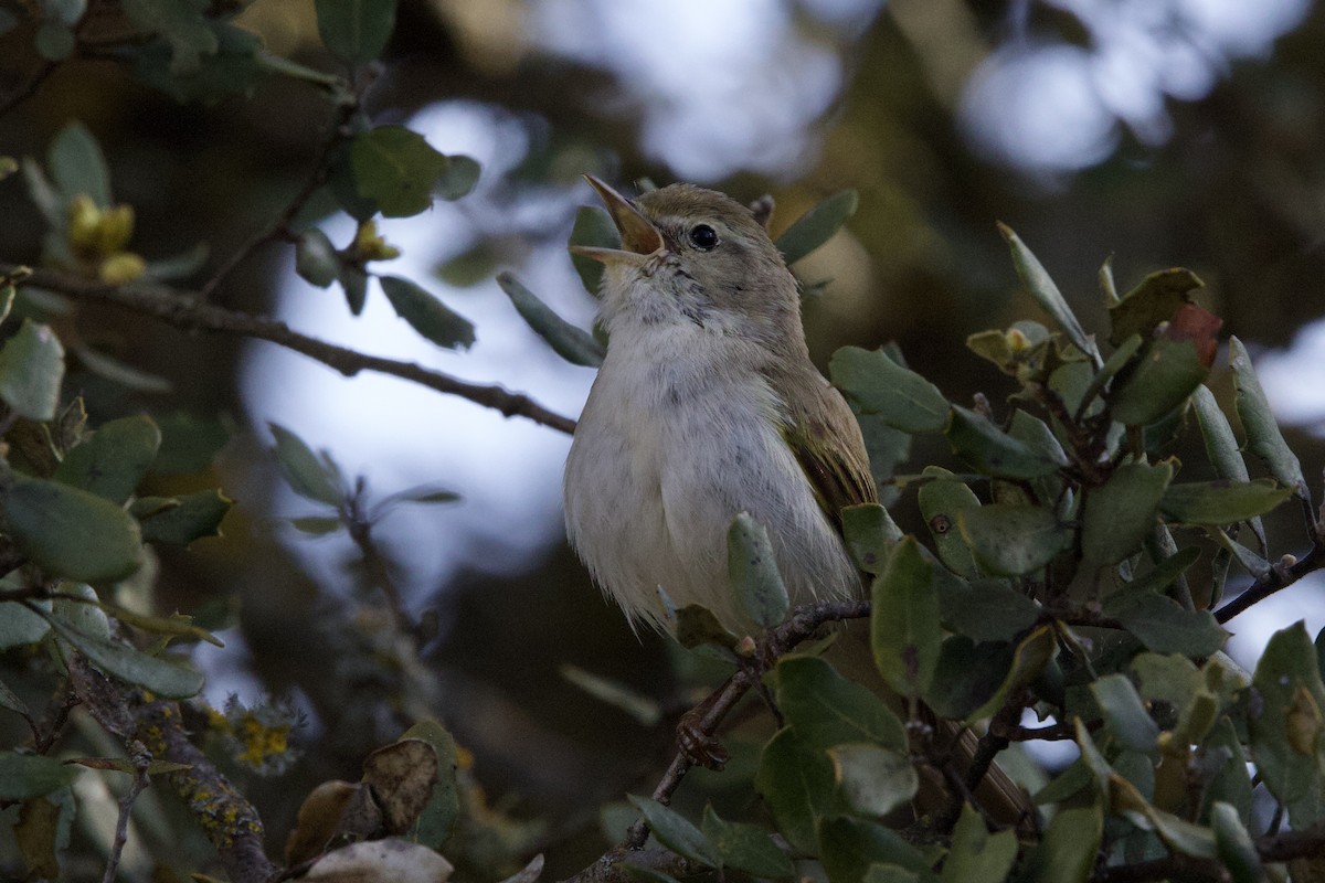 Western Bonelli's Warbler - John Bruin