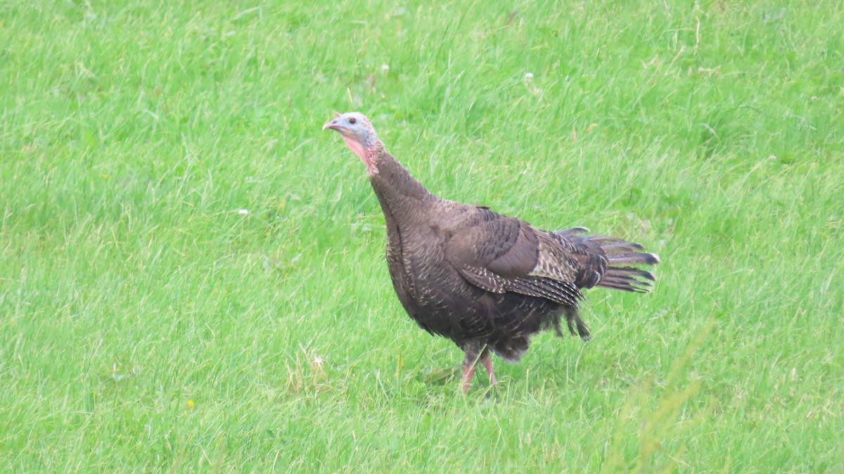 Wild Turkey - ML617929607