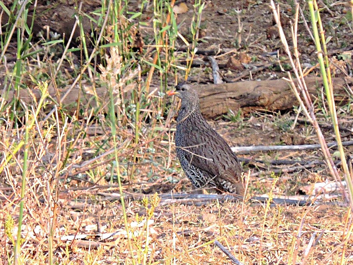 Natal Spurfowl - ML617929630