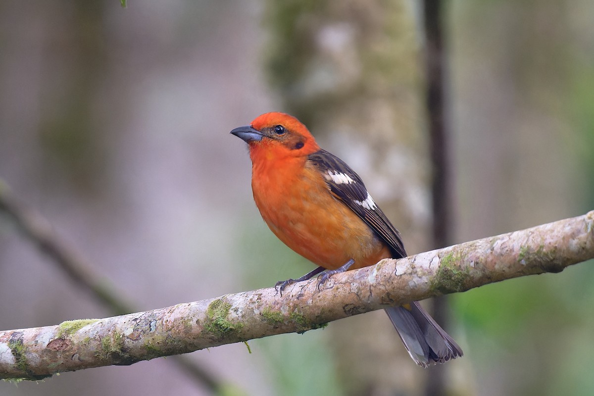 Flame-colored Tanager - Zbigniew Wnuk