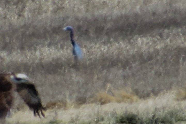 Little Blue Heron - ML617929642