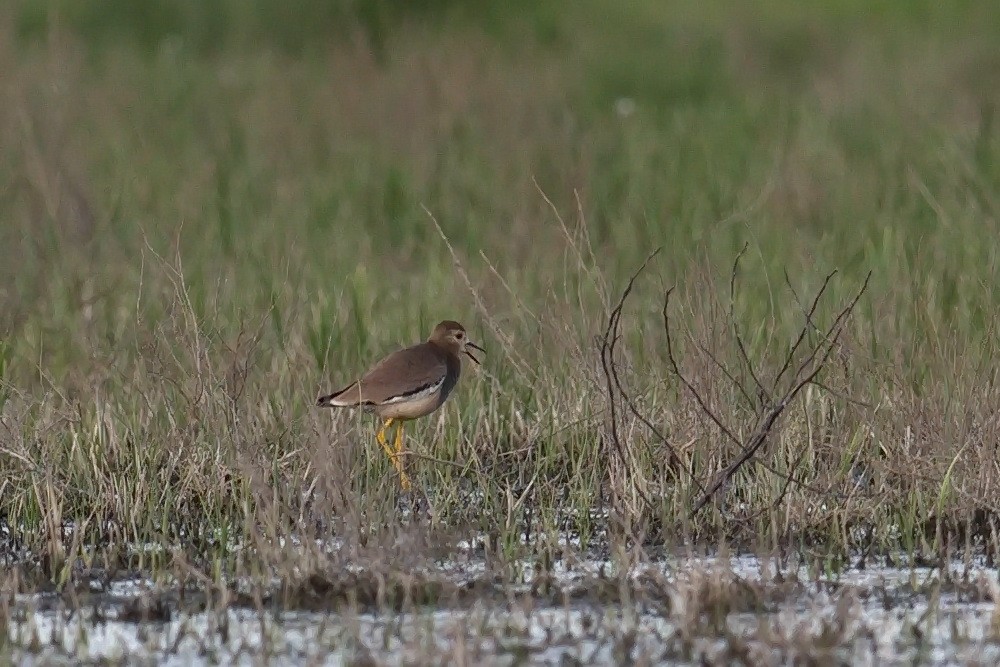 White-tailed Lapwing - ML617929654