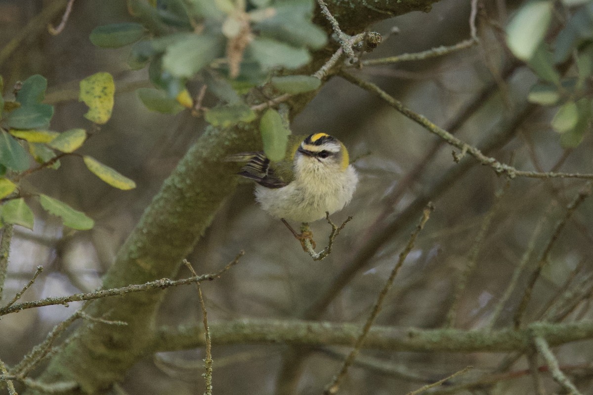 Common Firecrest - John Bruin