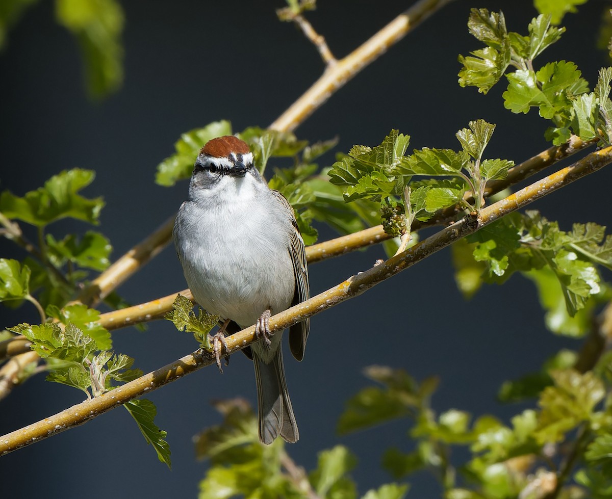 Chipping Sparrow - Garold Sneegas