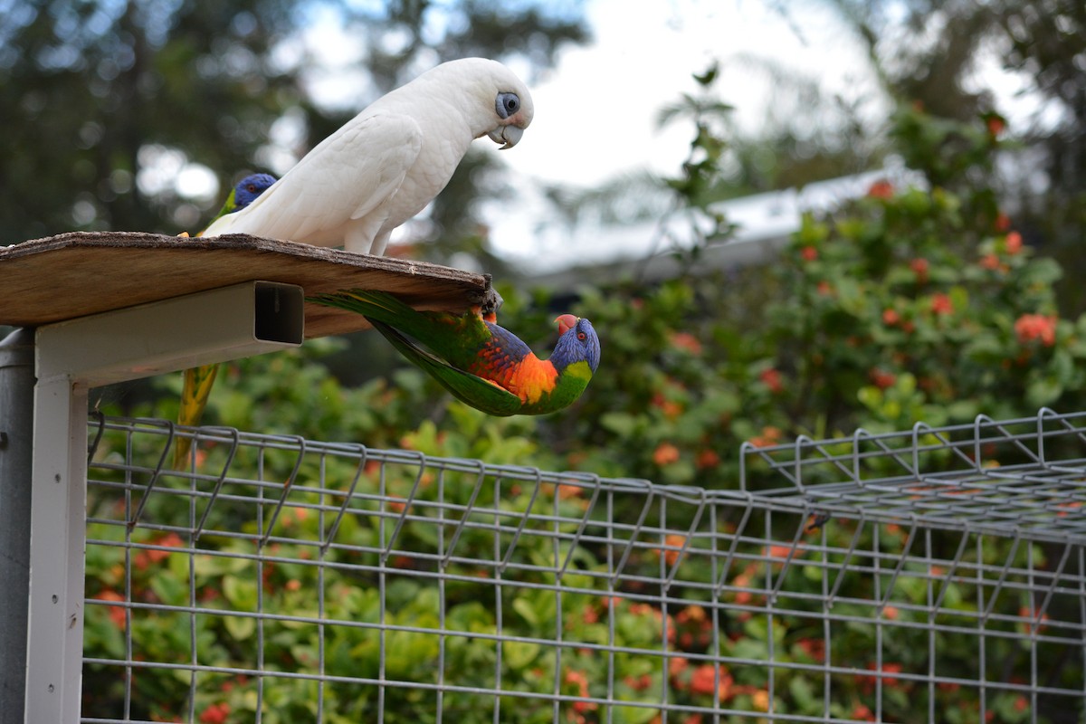 Little Corella - Beata Matysiokova