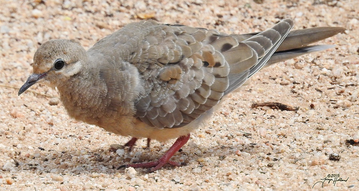 Mourning Dove - ML617929808