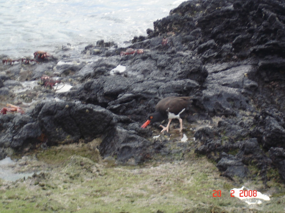 American Oystercatcher - ML617929839