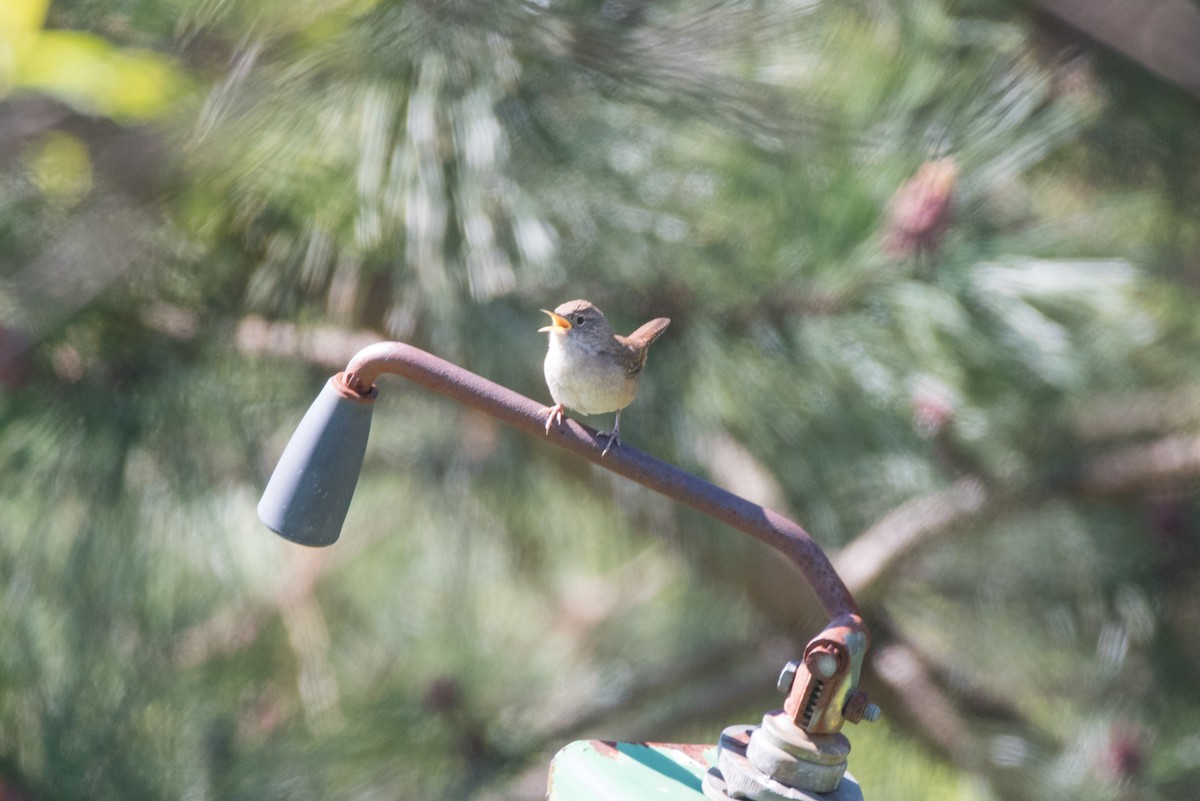 House Wren - ML617929843