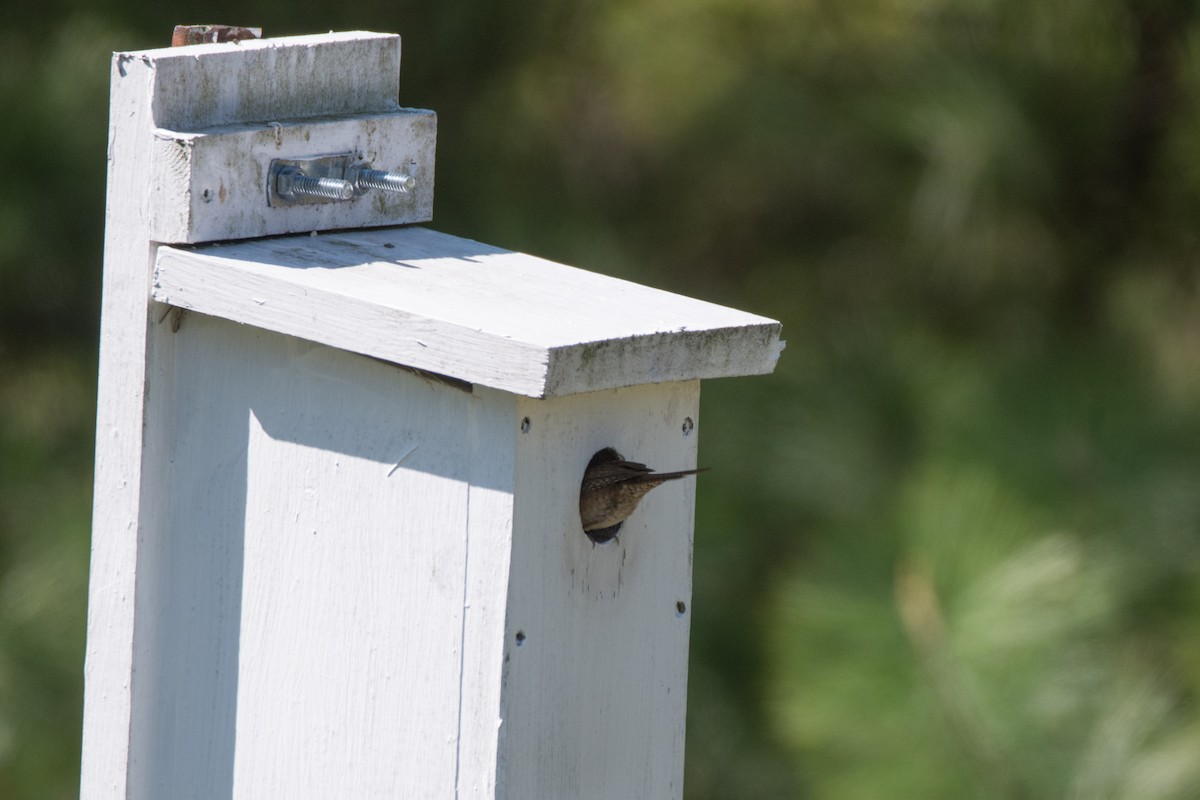 House Wren - ML617929844