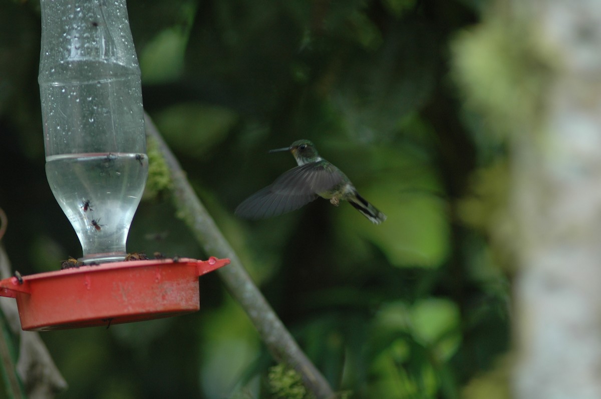 kolibřík ekvádorský - ML617929847