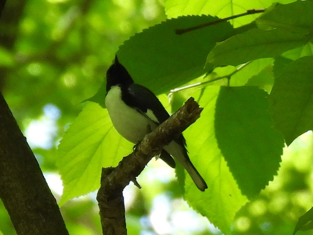 Black-throated Blue Warbler - ML617929866