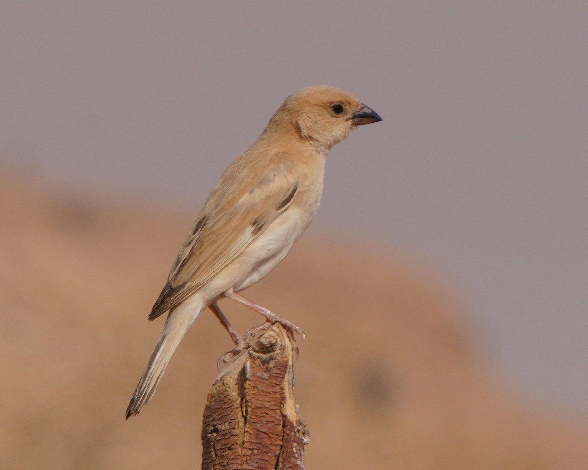Desert Sparrow - Jörg Albert