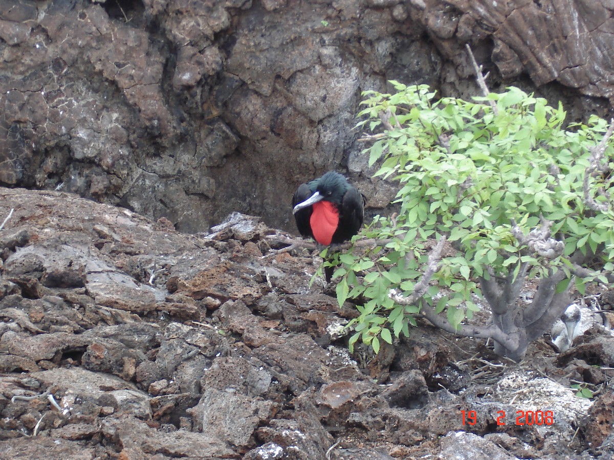 Great Frigatebird - ML617929868